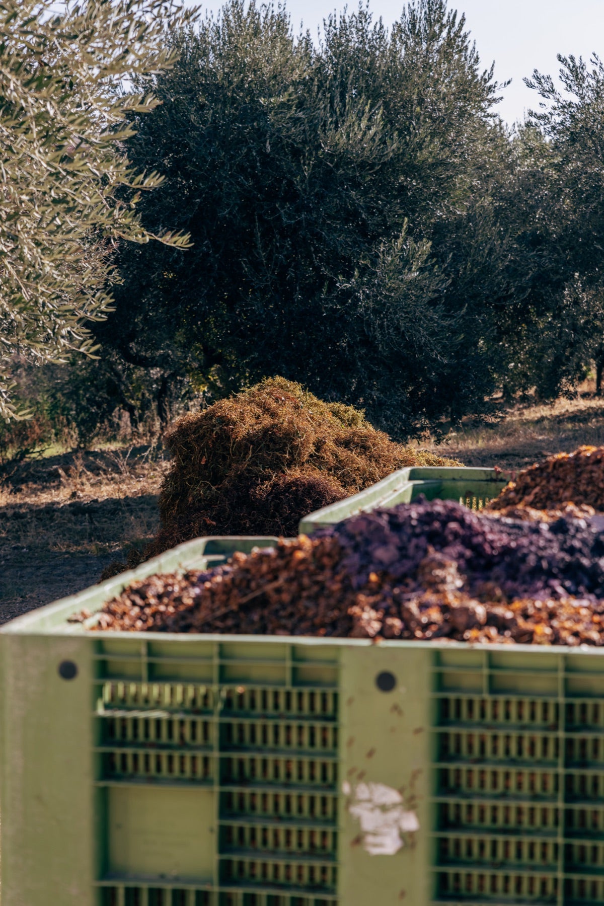 Freshly picked grapes arriving at the winery in small crates