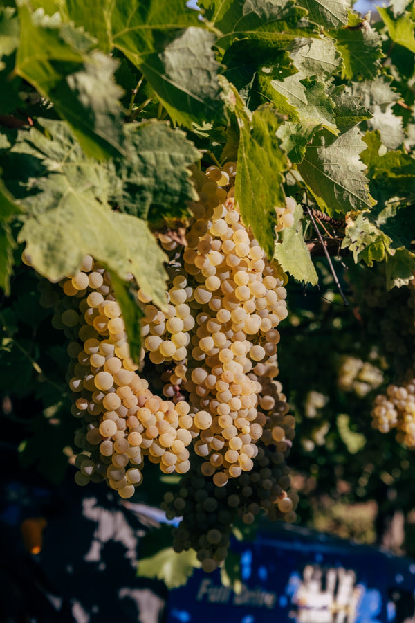 A ripe bunch of Montepulciano grapes on the vine