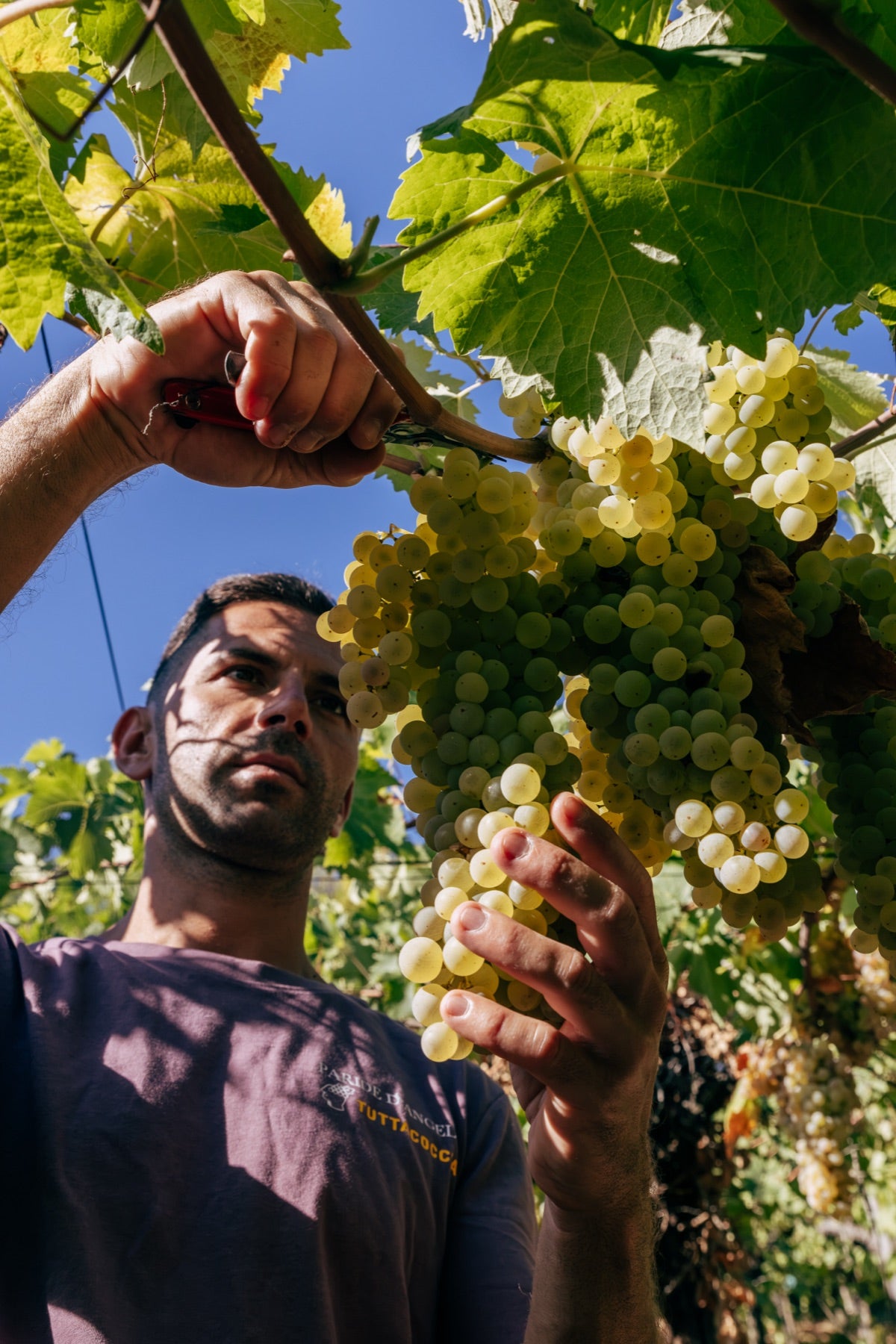 A grape grower tending a bunch by hand