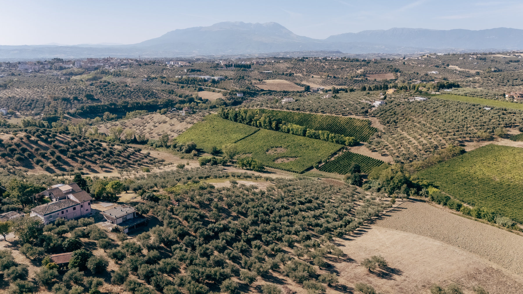 The vineyards around Pianella with the Majella mountains beyond