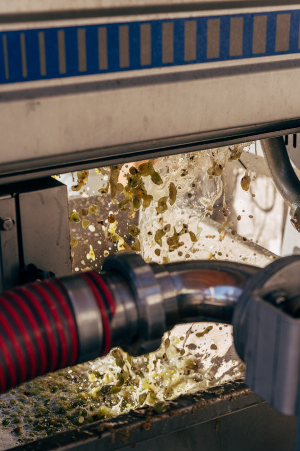 Grapes entering the winery equipment after harvest