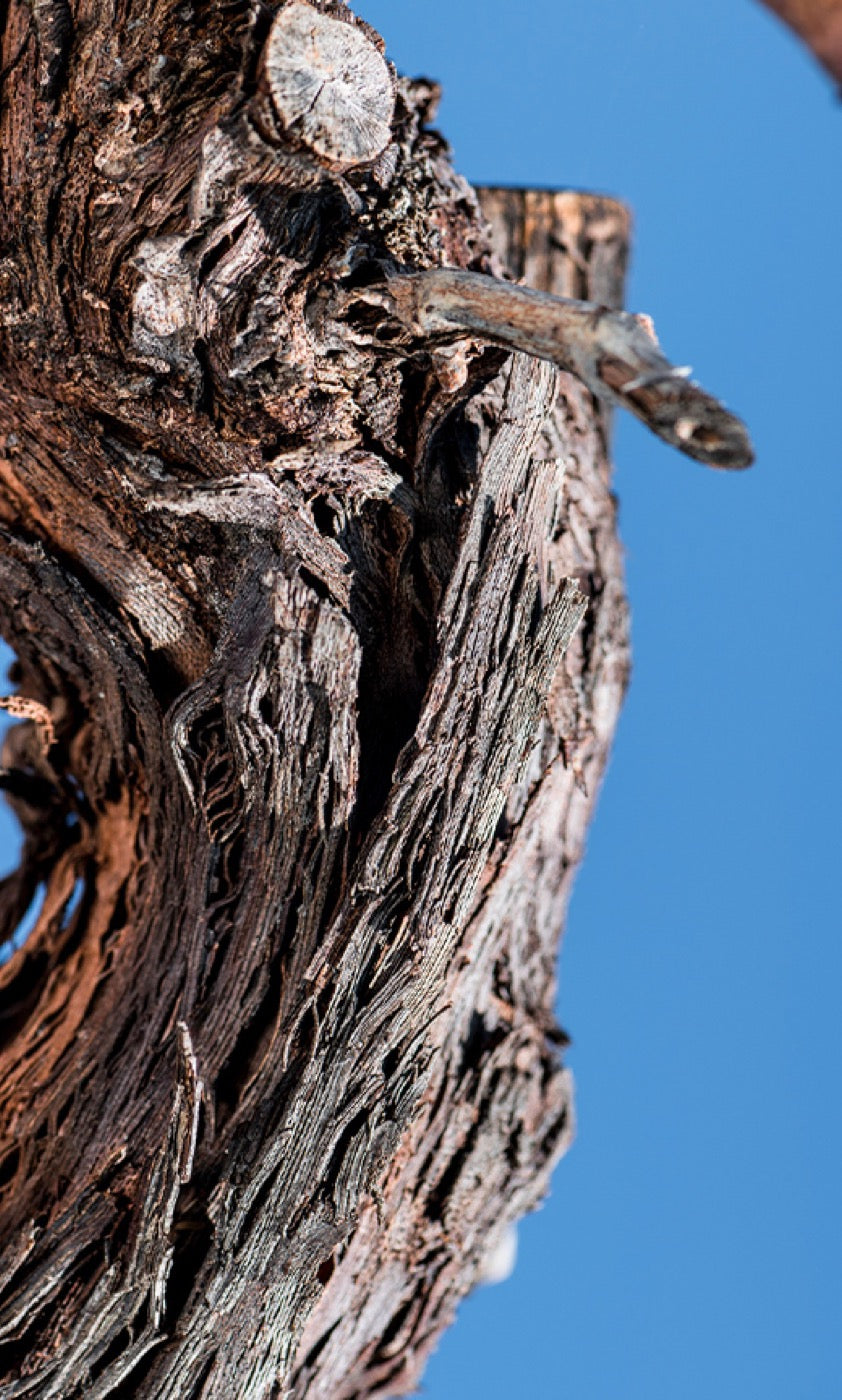 An old vine trunk against the sky